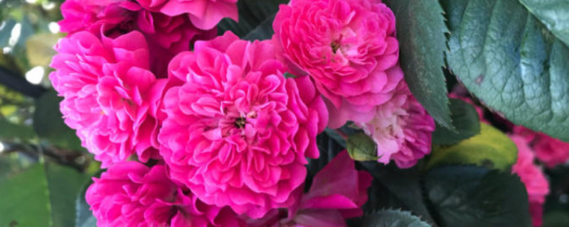 红木香不开花怎么办 红木香不开花怎么办视频