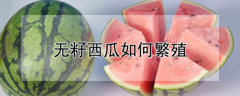 无籽西瓜如何繁殖 无籽西瓜如何繁殖视频