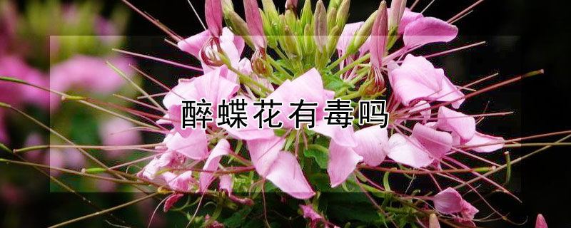醉蝶花有毒吗（醉蝶花有毒吗?）