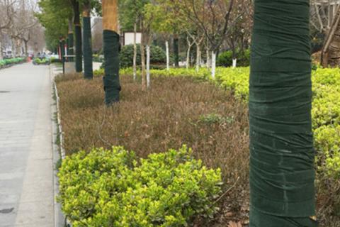 冬天大树怎样防冻