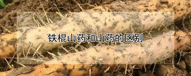 铁棍山药和山药的区别（铁棍山药和山药的区别是什么）