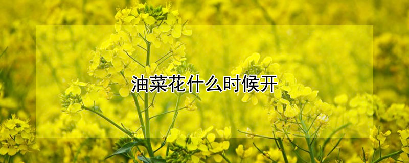 油菜花什么时候开 油菜花什么时候开花,春天还是夏天