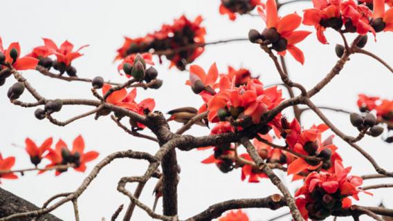 木棉是什么（木棉是什么意思）