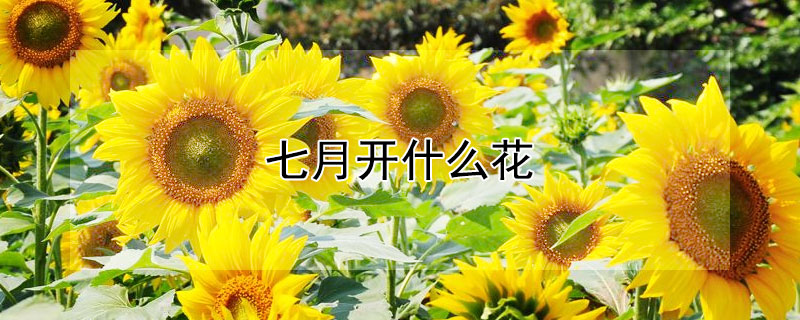 七月开什么花 九月开什么花