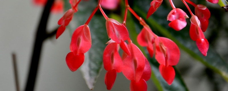 大叶海棠和小叶海棠区别 大叶海棠和小叶海棠区别