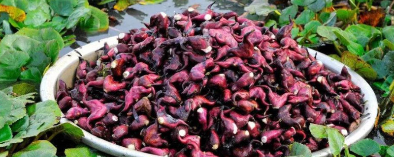 菱角是什么（菱角是什么植物）