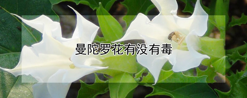 曼陀罗花有没有毒 曼陀罗花有没有毒图片