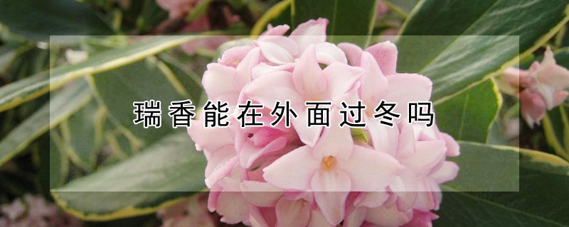 瑞香能在外面过冬吗 地栽瑞香能在外面过冬吗