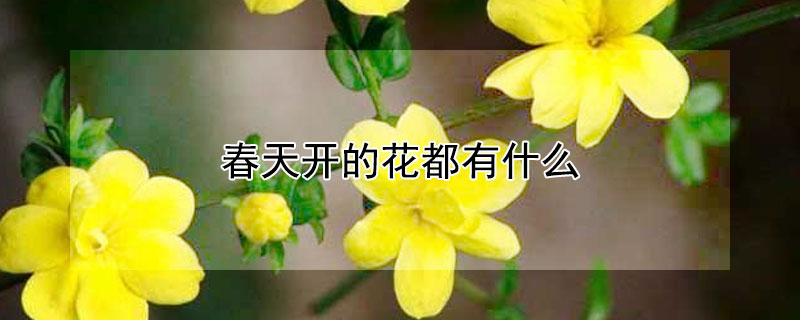 春天开的花都有什么（春天开的花都有什么花一年级）