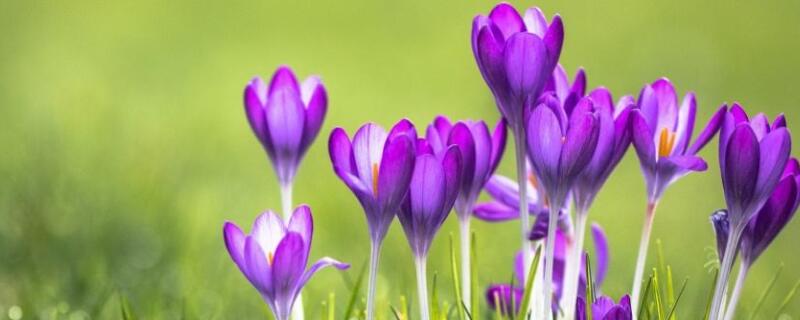 番红花一般花开多久（番红花几月份开花花期多久）