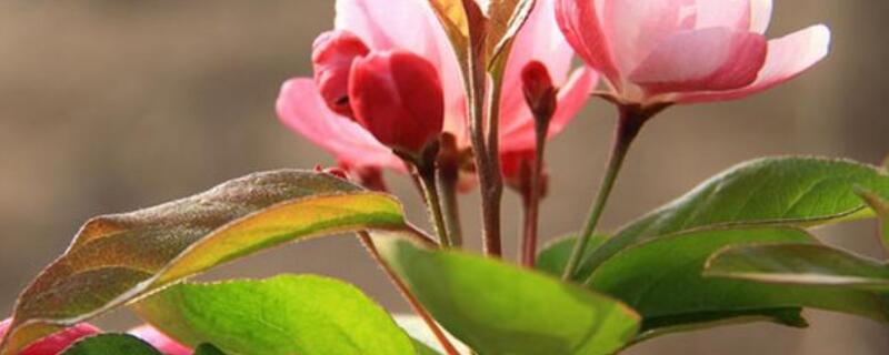 大叶海棠怎么泡根 大叶海棠怎么泡根发芽