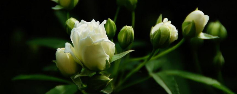 木香花有红色的吗 木香花有红色的吗图片