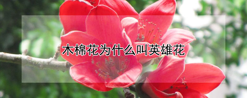 木棉花为什么叫英雄花 木棉花为什么叫英雄花作文