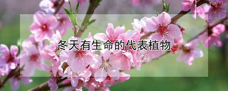 冬天有生命的代表植物（冬天有生命的代表植物是什么）