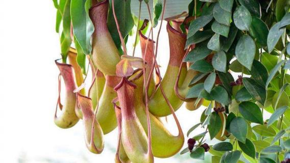 奇特的植物 奇特的植物作文