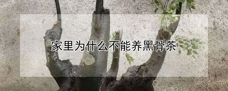 家里为什么不能养黑骨茶 家里为什么不能养黑骨茶花