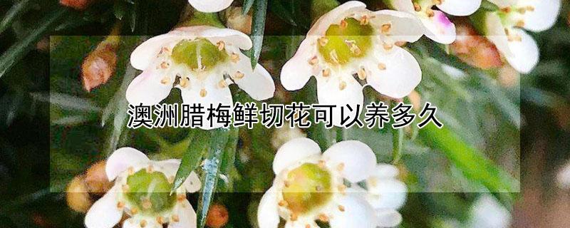 澳洲腊梅鲜切花可以养多久 澳洲腊梅鲜切花可以做干花吗