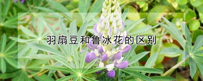 羽扇豆和鲁冰花的区别 羽扇豆和鲁冰花是一种花吗
