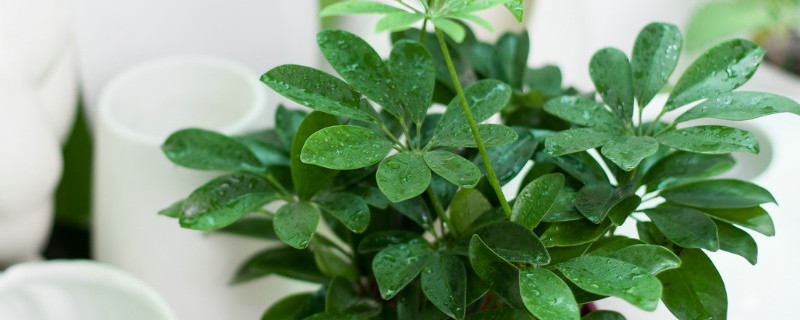 金钱树和摇钱树的区别（金钱树和摇钱树的区别图片）