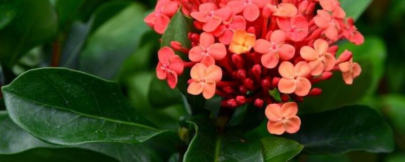 仙丹花朵蔫了怎么办 仙客来花枝蔫了怎么办