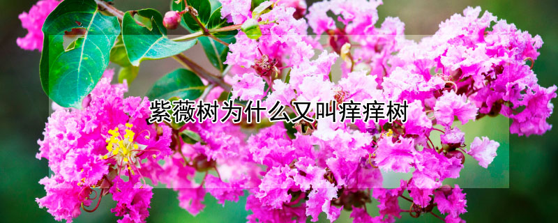 紫薇树为什么又叫痒痒树（紫薇树会痒痒）