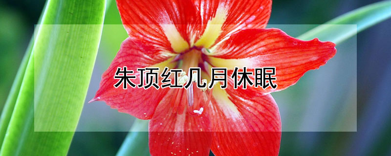 朱顶红几月休眠 朱顶红几月休眠,休多长时间