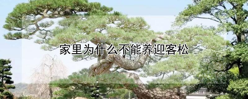 家里为什么不能养迎客松 家里能不能养迎客松