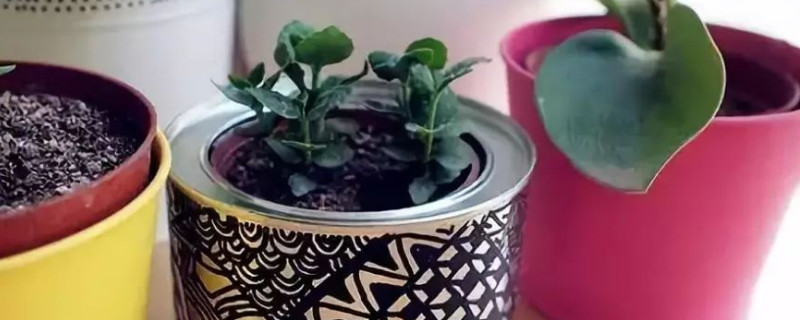 冬天怎样给花盆保暖（冬天如何给盆栽花保暖）