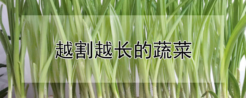 越割越长的蔬菜（越割越长的蔬菜有哪些）