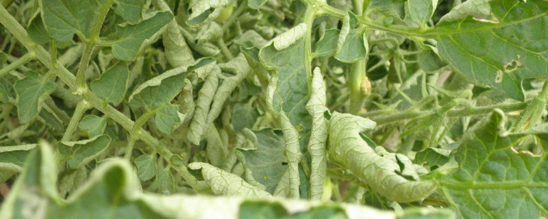 番茄卷叶怎么治 番茄卷叶怎么治虫