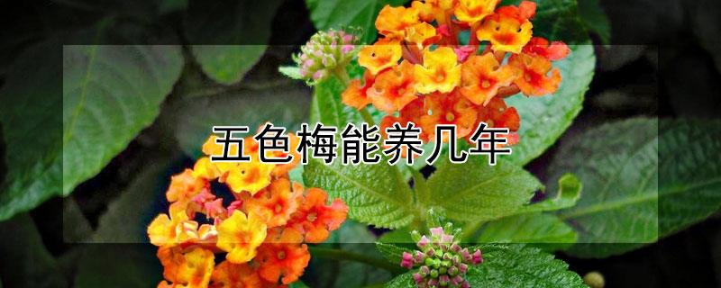 五色梅能养几年 五色梅养殖