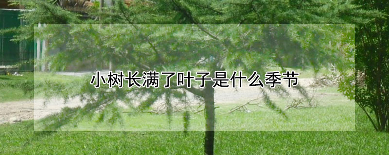 小树长满了叶子是什么季节（小树长满了叶子是什么季节的）