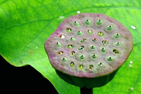 莲子几月份成熟采摘