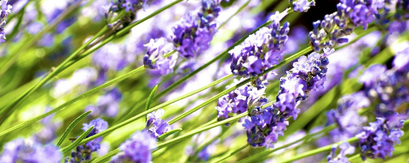 蝴蝶喜欢什么花（蝴蝶喜欢什么花图片）