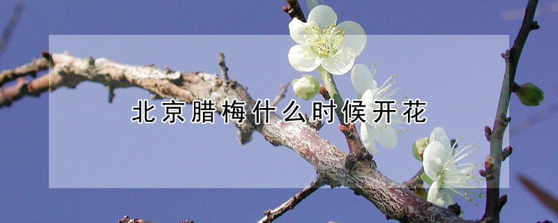 北京腊梅什么时候开花 2020年北京哪里的腊梅开花了