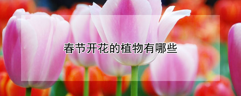 春节开花的植物有哪些（春节前后开花的植物）