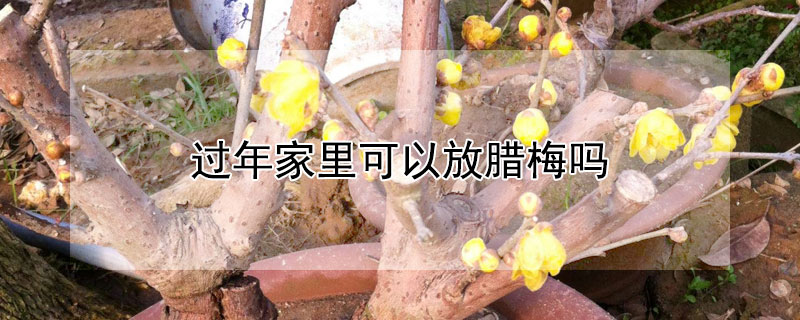过年家里可以放腊梅吗（家里为什么不能放腊梅）
