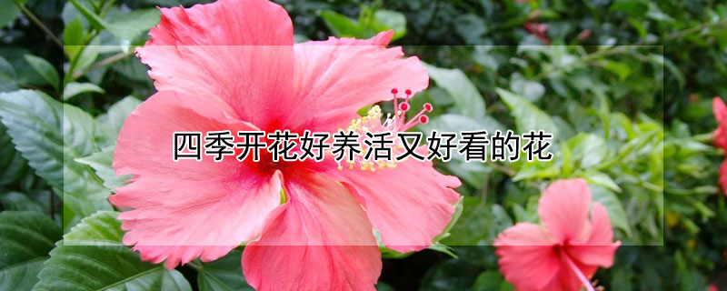 四季开花好养活又好看的花 四季开花好养活又好看的花 盆栽