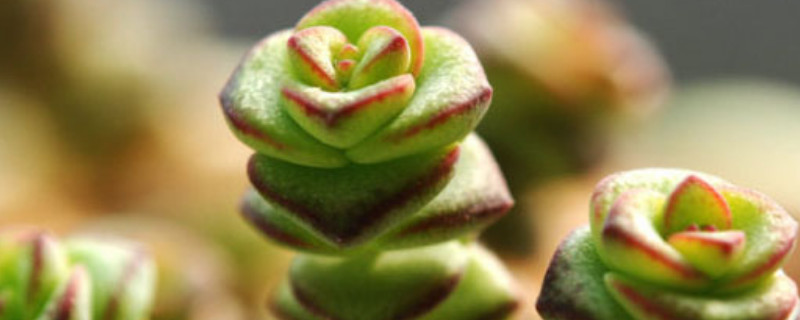 钱串杆子发黑怎么办 钱串杆子木质化发黑