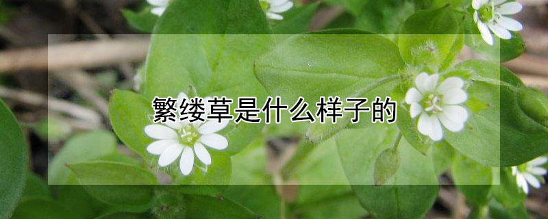 繁缕草是什么样子的 繁缕草是什么草