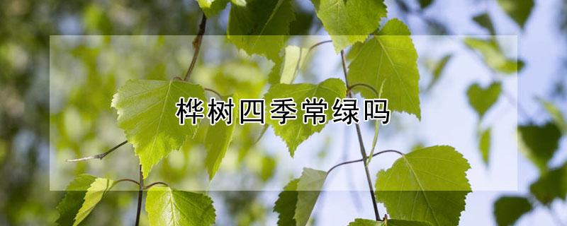 桦树四季常绿吗（桦树四季常青的树吗?）