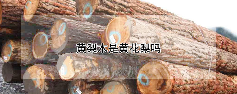 黄梨木是黄花梨吗（黄梨木是黄花梨吗）