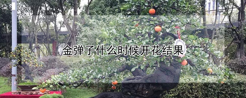 金弹子什么时候开花结果 金弹子什么时候开花?