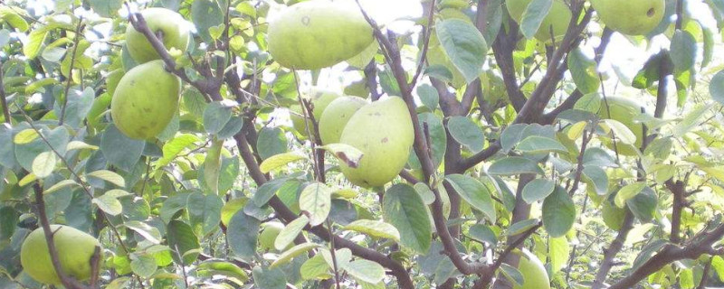 木瓜树怎么养容易结果（木瓜树怎么养容易结果多）