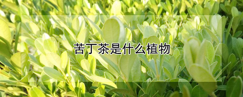 苦丁茶是什么植物 小叶苦丁茶是什么植物