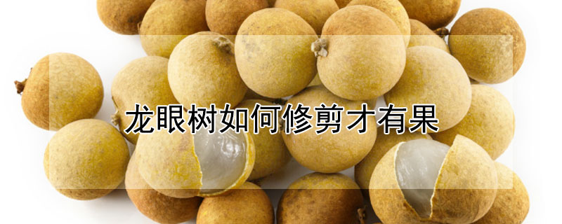 龙眼树如何修剪才有果（龙眼树不结果怎么修枝）