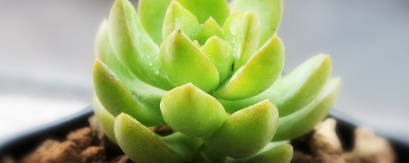 多肉如何换盆换土（多肉如何换盆换土视频）
