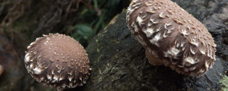 香菇有几种 香菇有几种颜色