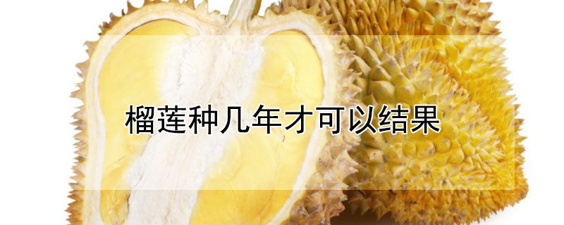 榴莲种几年才可以结果 榴莲一般种几年才能结果实