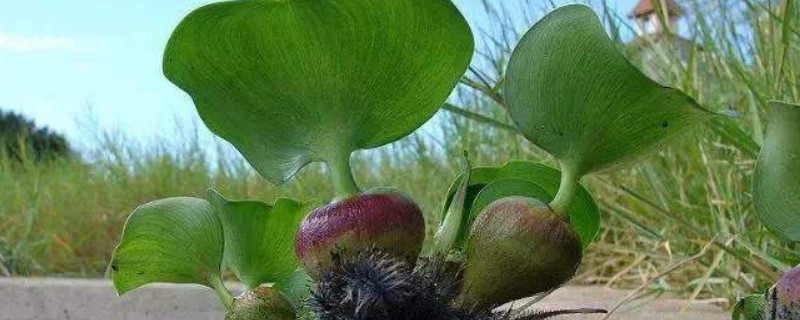 凤眼莲的危害（凤眼莲的危害环境的例子）